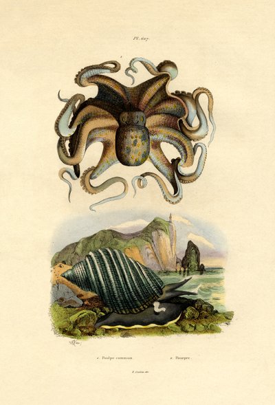 Octopus by French School